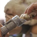 شنيور بطارية لتهذيب اضافر الحيوانات